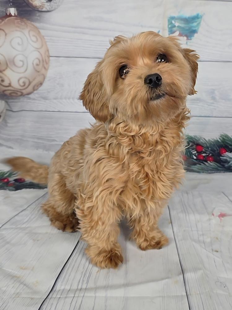 Enlarge Mochi, a Adoptable mixed breed in Oakland, MI image 2/3