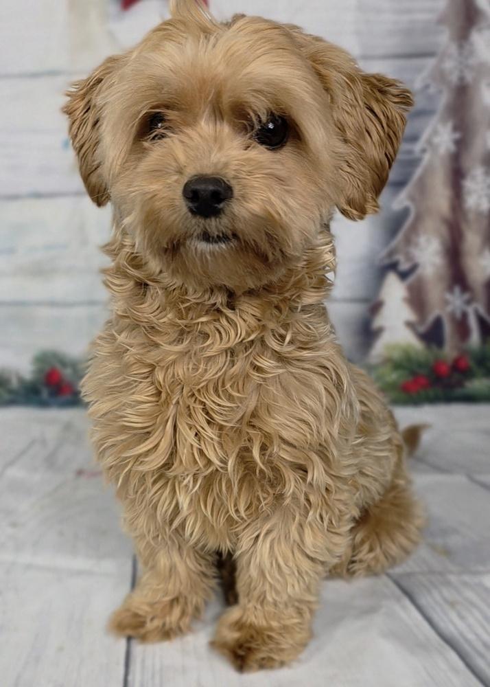 Enlarge Mochi, a Adoptable mixed breed in Oakland, MI image 3/3