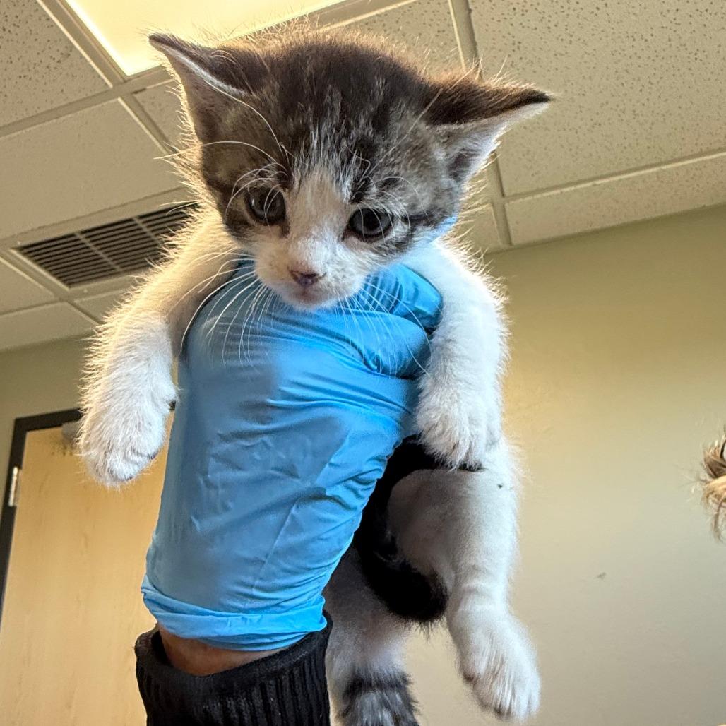River, Adoptable, Kitten Male Domestic Short Hair.