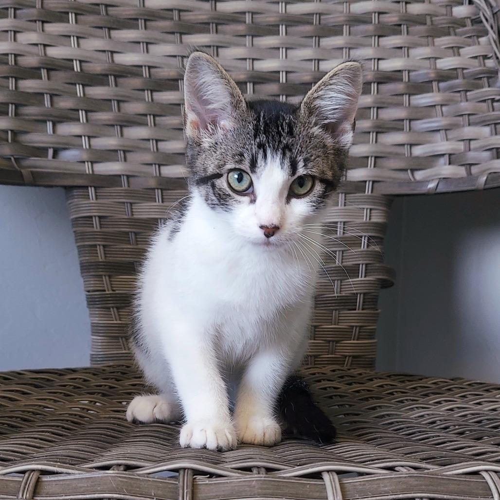 River, a Adoptable Domestic Short Hair in Ponca City, OK image 2/3