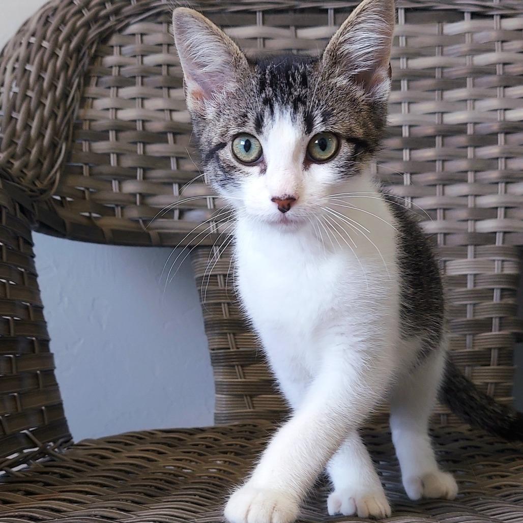 River, a Adoptable Domestic Short Hair in Ponca City, OK image 3/3