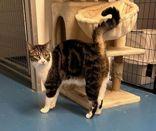 Enlarge Jasper, a Adoptable Domestic Short Hair in Toronto, ON image 4/6