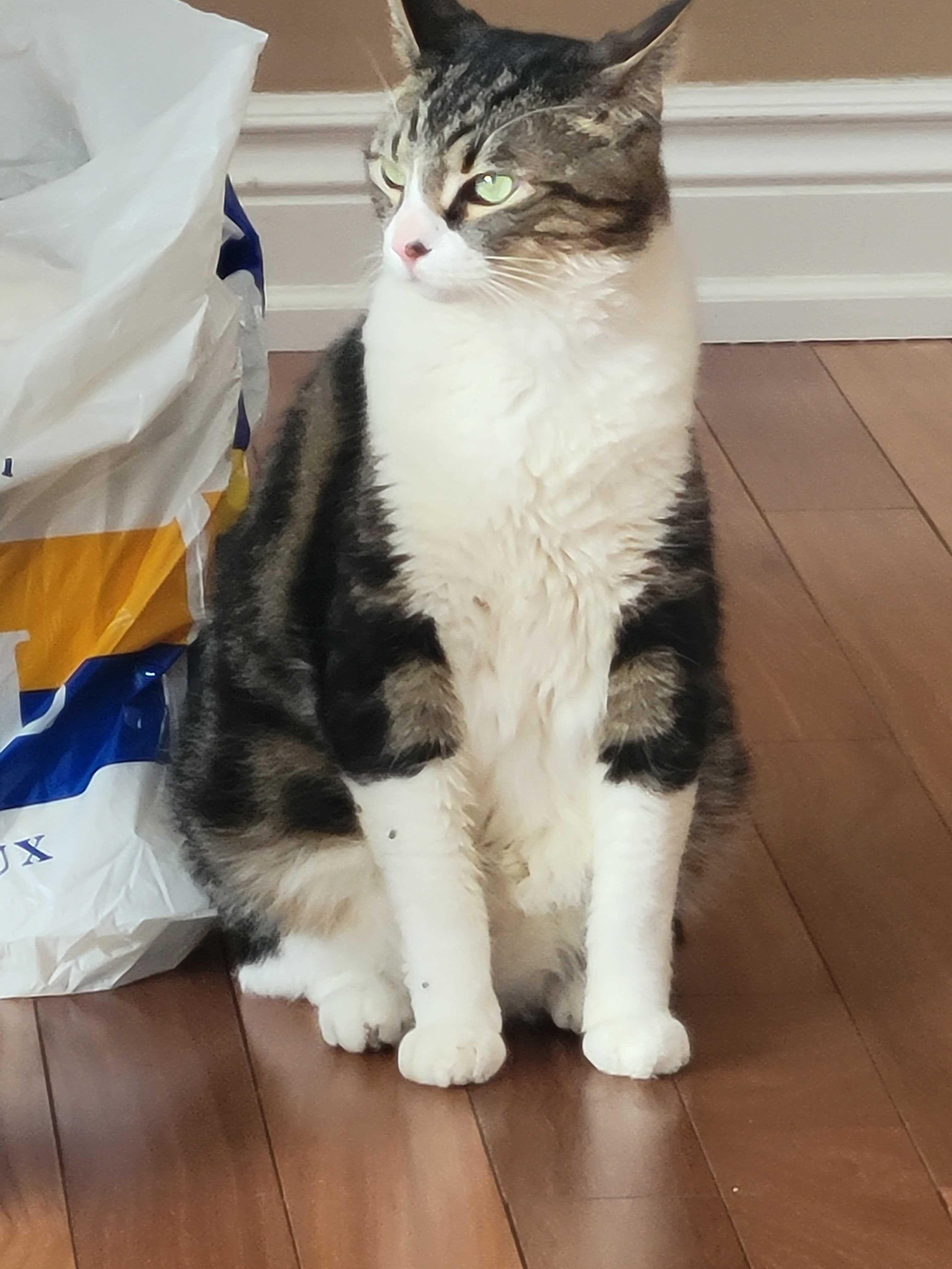 Enlarge Jasper, a Adoptable Domestic Short Hair in Toronto, ON image 3/6