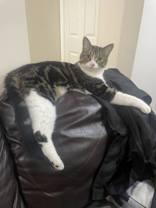 Enlarge Jasper, a Adoptable Domestic Short Hair in Toronto, ON image 5/6