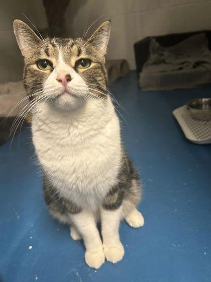 Jasper, Adoptable, Adult Male Domestic Short Hair.