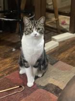 Enlarge Jasper, a Adoptable Domestic Short Hair in Toronto, ON image 2/6