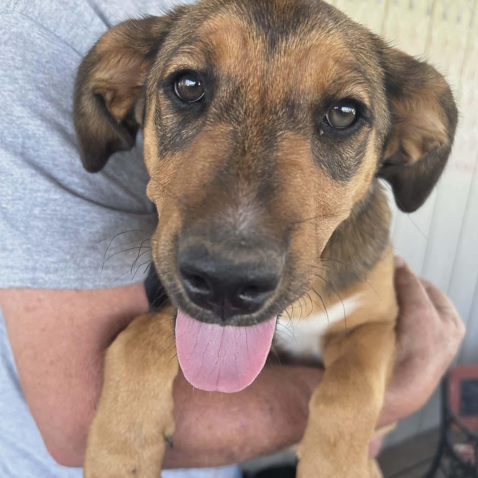 Hattie, Adoptable, Puppy Female German Shepherd Dog & Labrador Retriever.