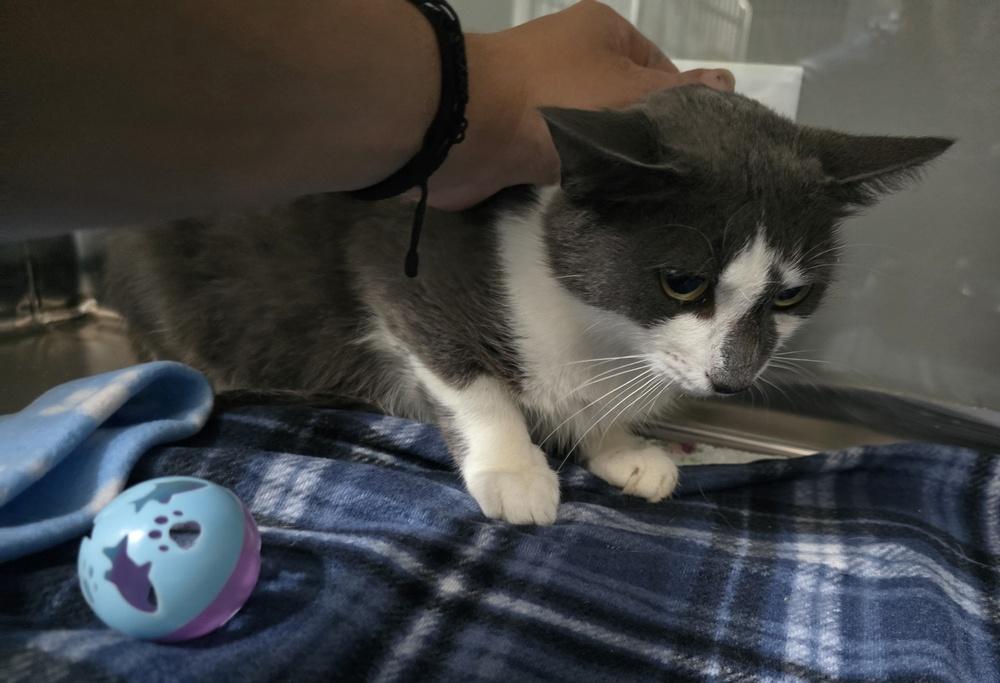 Hallie, Adoptable, Adult Female Domestic Short Hair.