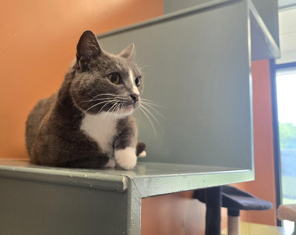 Hallie, Adoptable, Adult Female Domestic Short Hair.