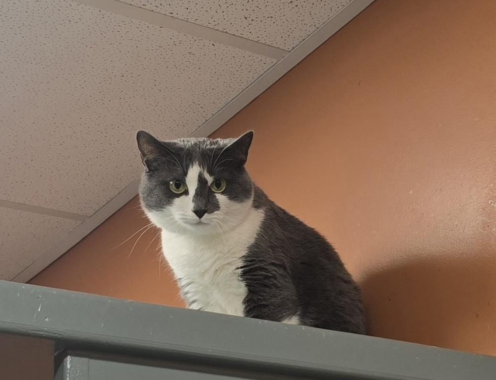 Enlarge Hallie, a Adoptable Domestic Short Hair in Dickson, TN image 2/3