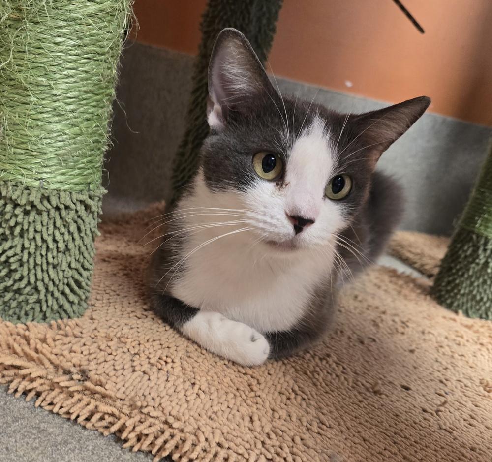 Hallie, a Adoptable Domestic Short Hair in Dickson, TN image 3/4