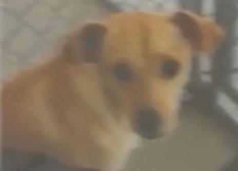 Spice, adopted, Young Male Chihuahua.