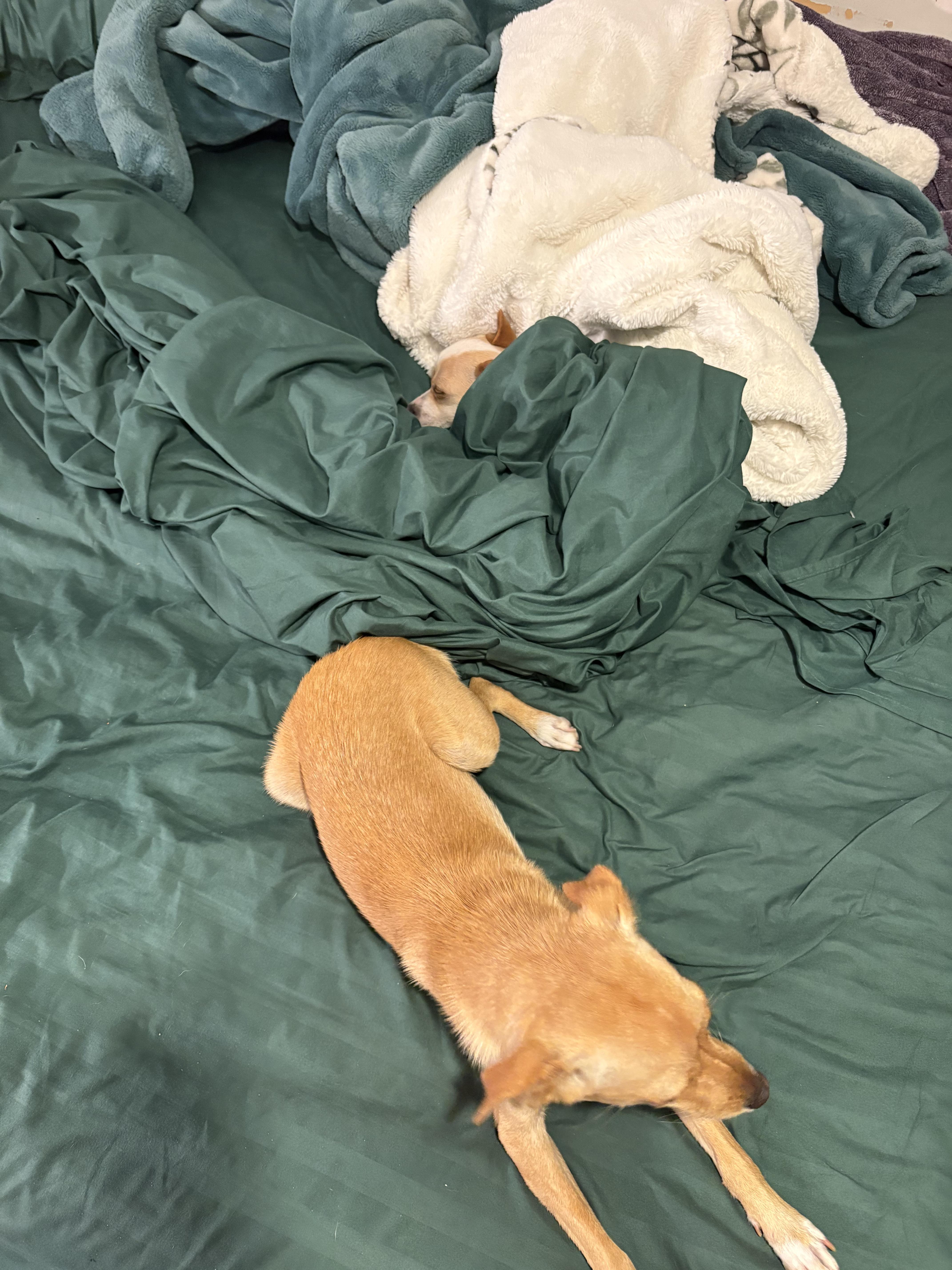 Enlarge Spice, an adopted mixed breed in Wingdale, NY image 2/2