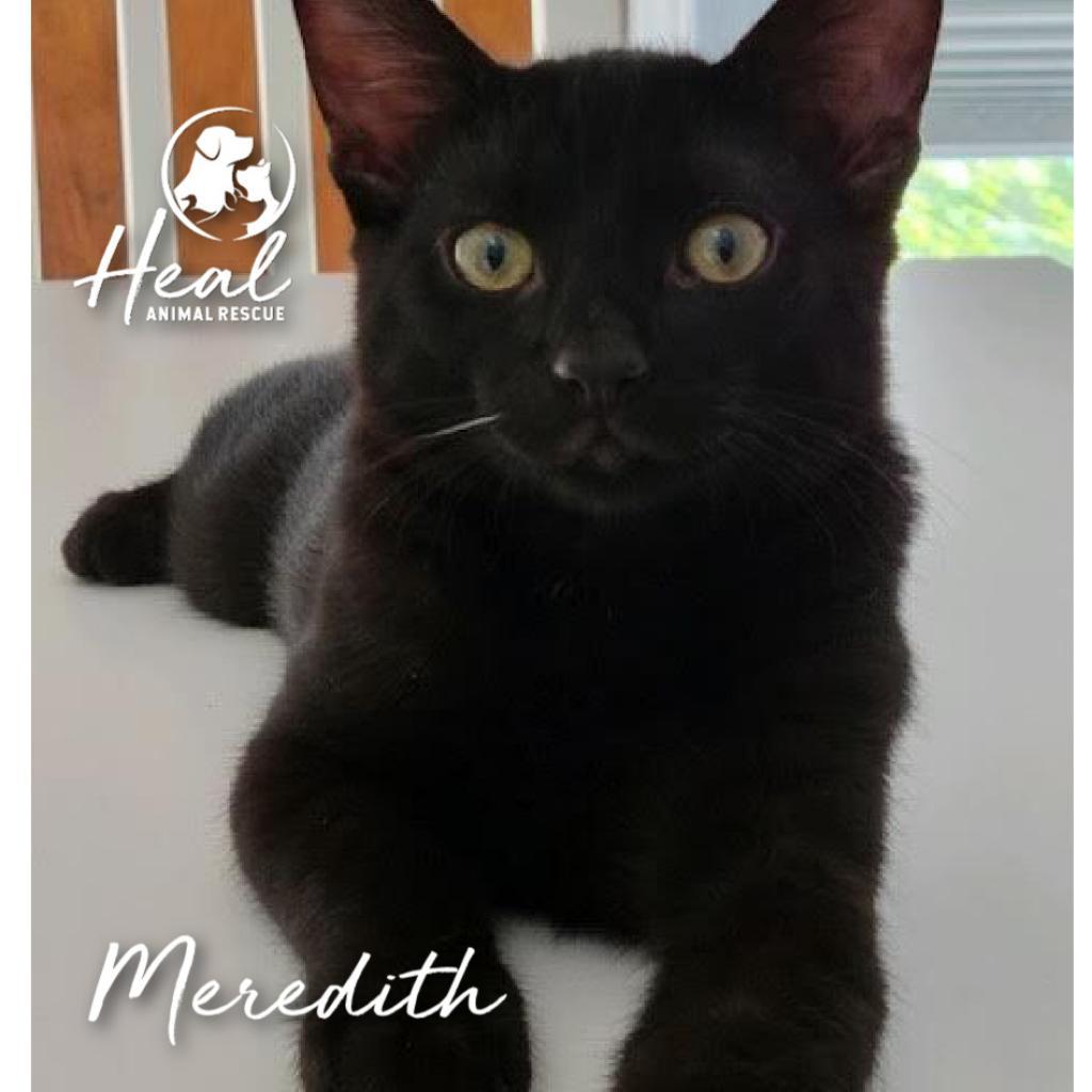 Meredith, Adoptable, Adult Female Domestic Short Hair.