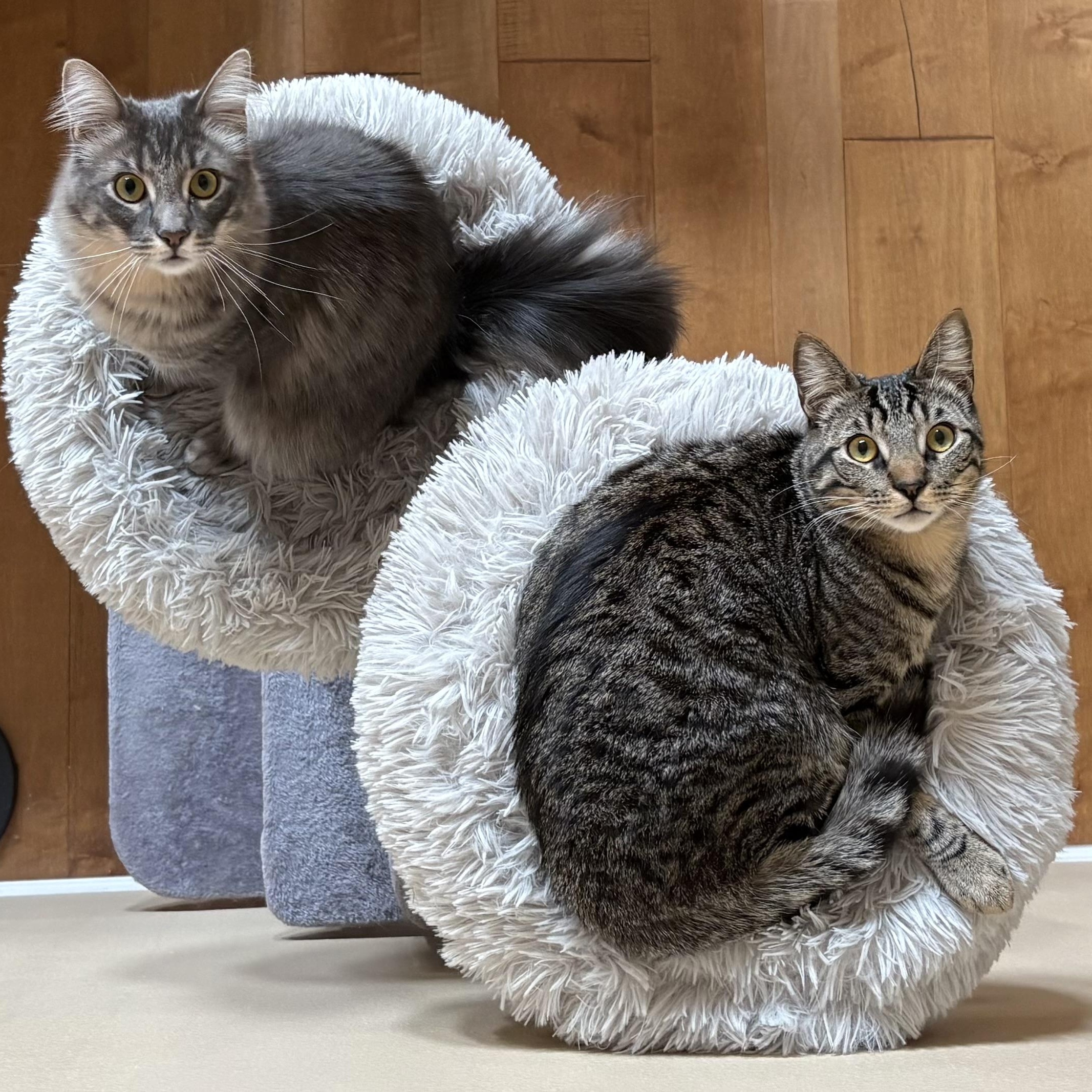 Lilac and Jonquil INDOOR ONLY