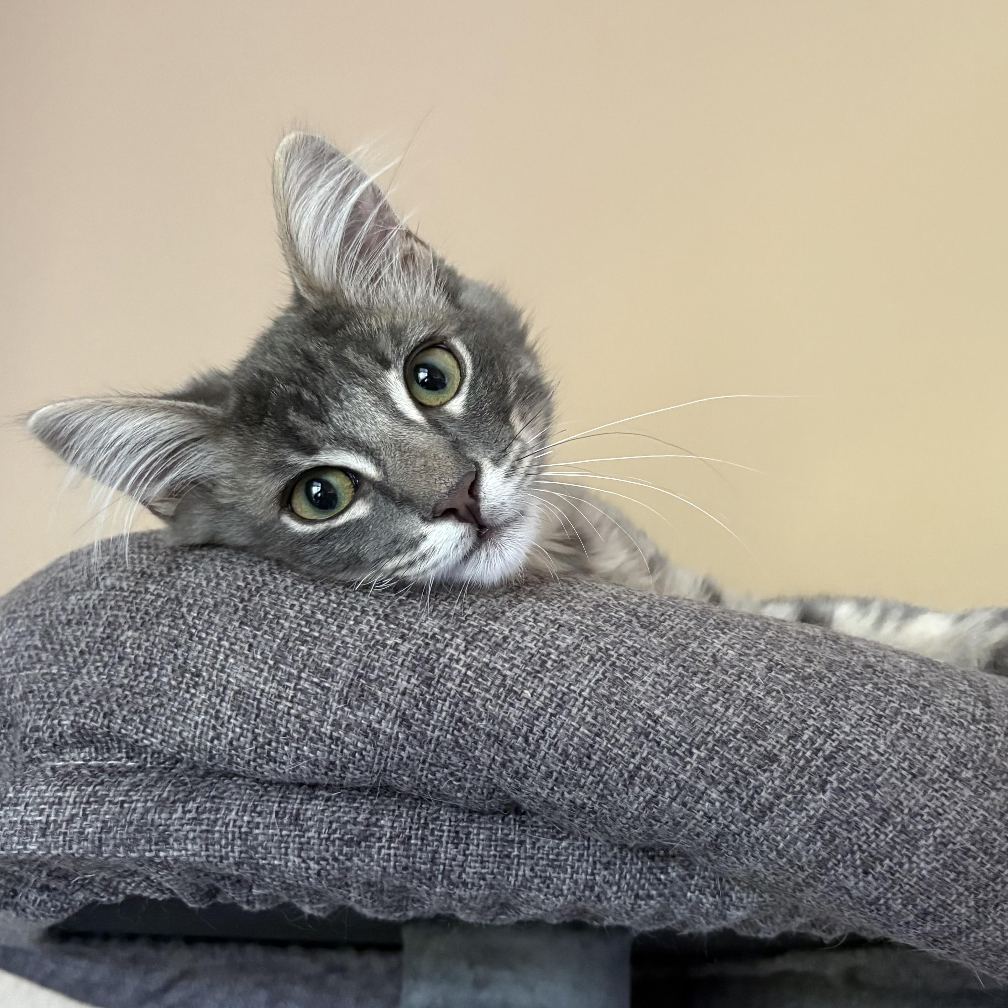 Lilac and Jonquil INDOOR ONLY — thumbnail 3