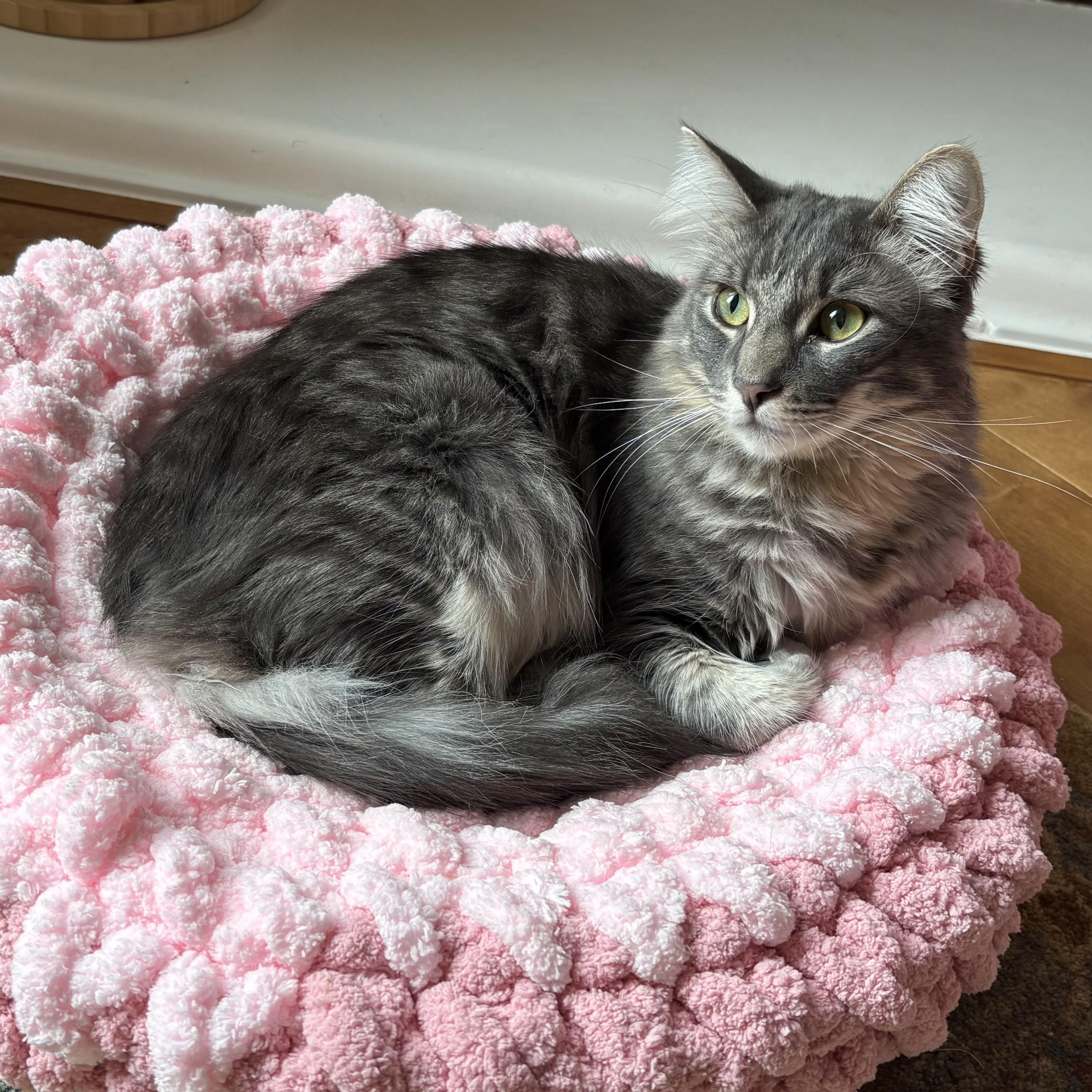 Enlarge Lilac INDOOR ONLY , a Adoptable mixed breed in Manteca, CA image 1/1