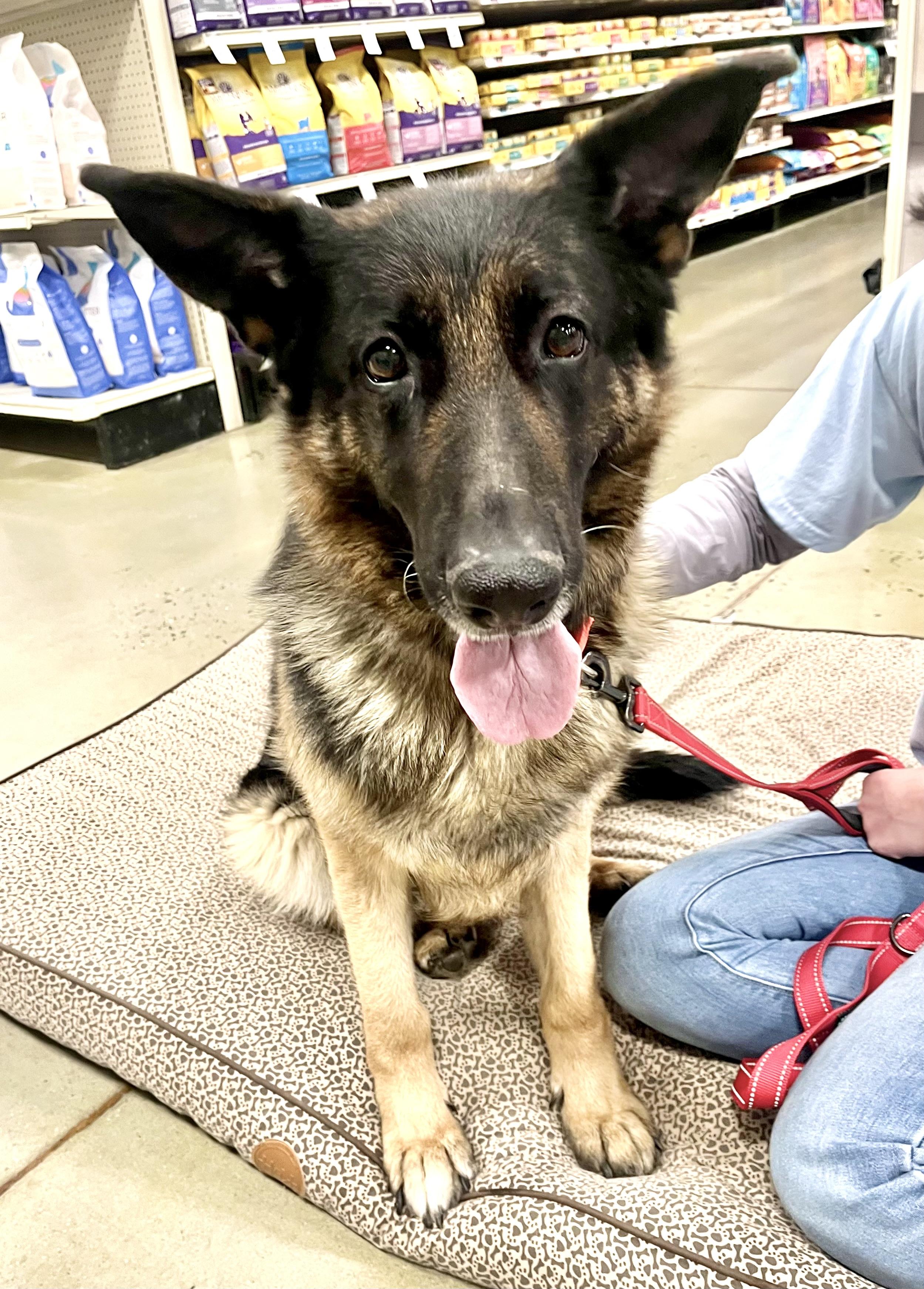 Envy, a Adoptable German Shepherd Dog in Warren, NJ image 3/4