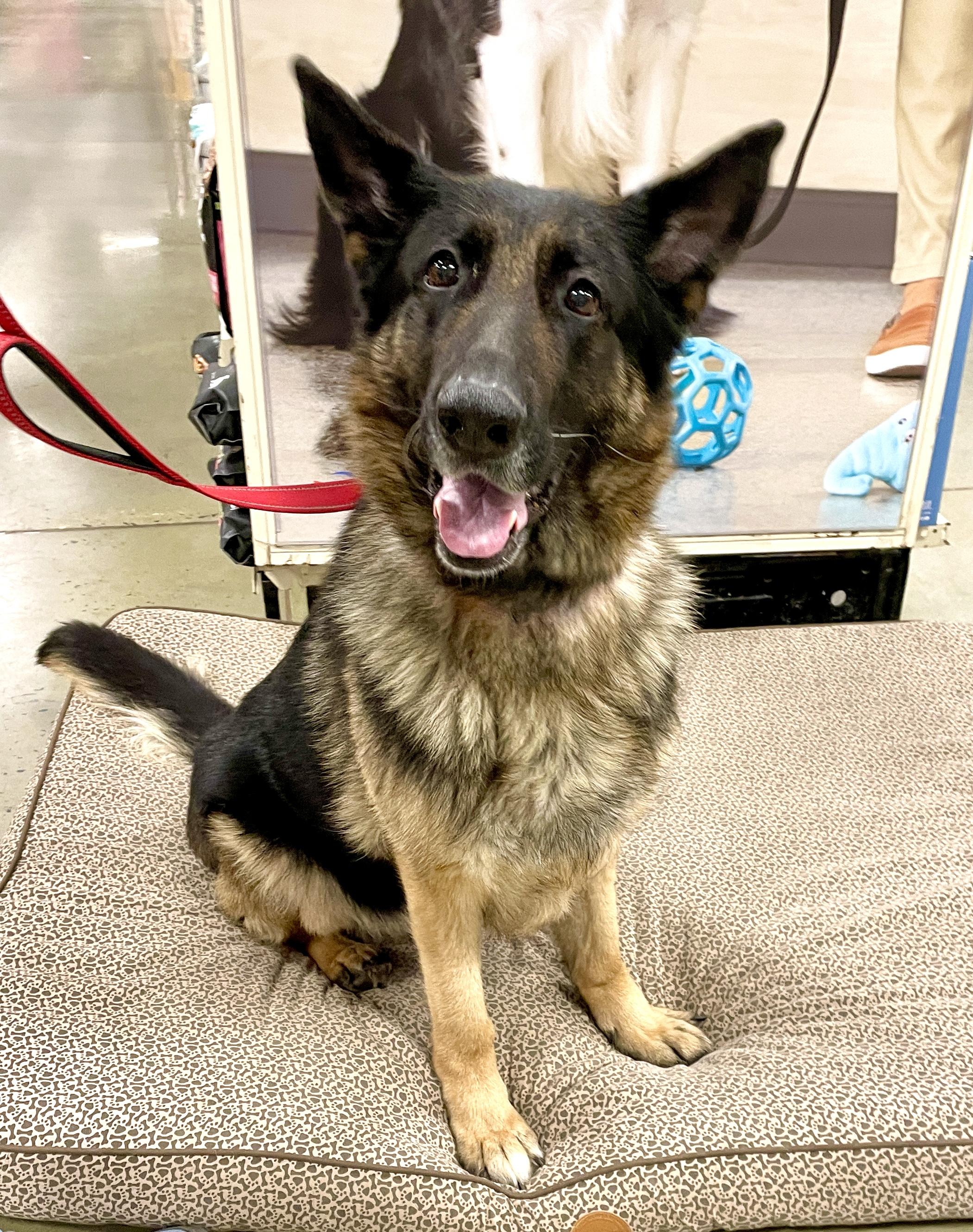 Envy, a Adoptable German Shepherd Dog in Warren, NJ image 1/4