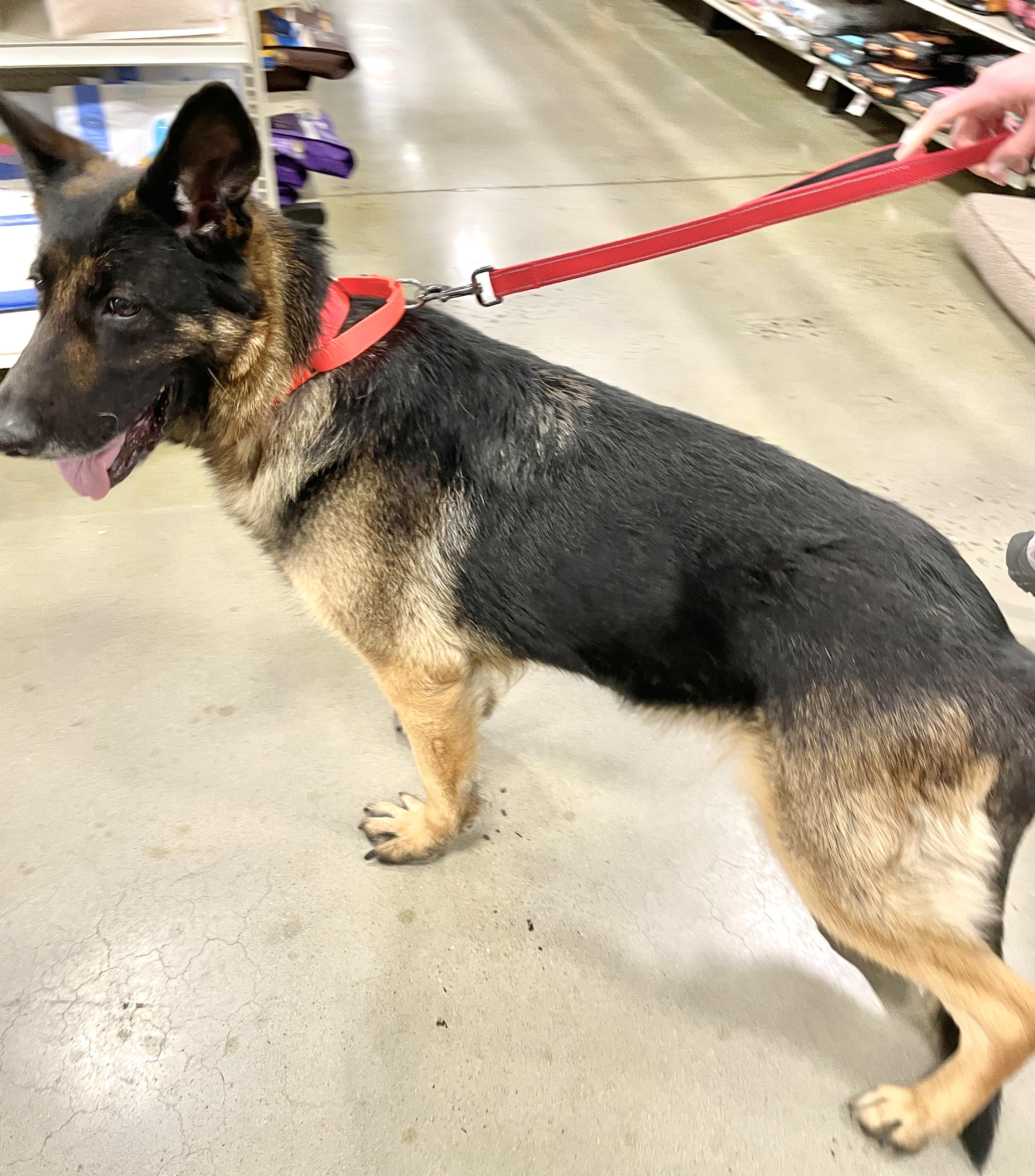 Envy, a Adoptable German Shepherd Dog in Warren, NJ image 4/4