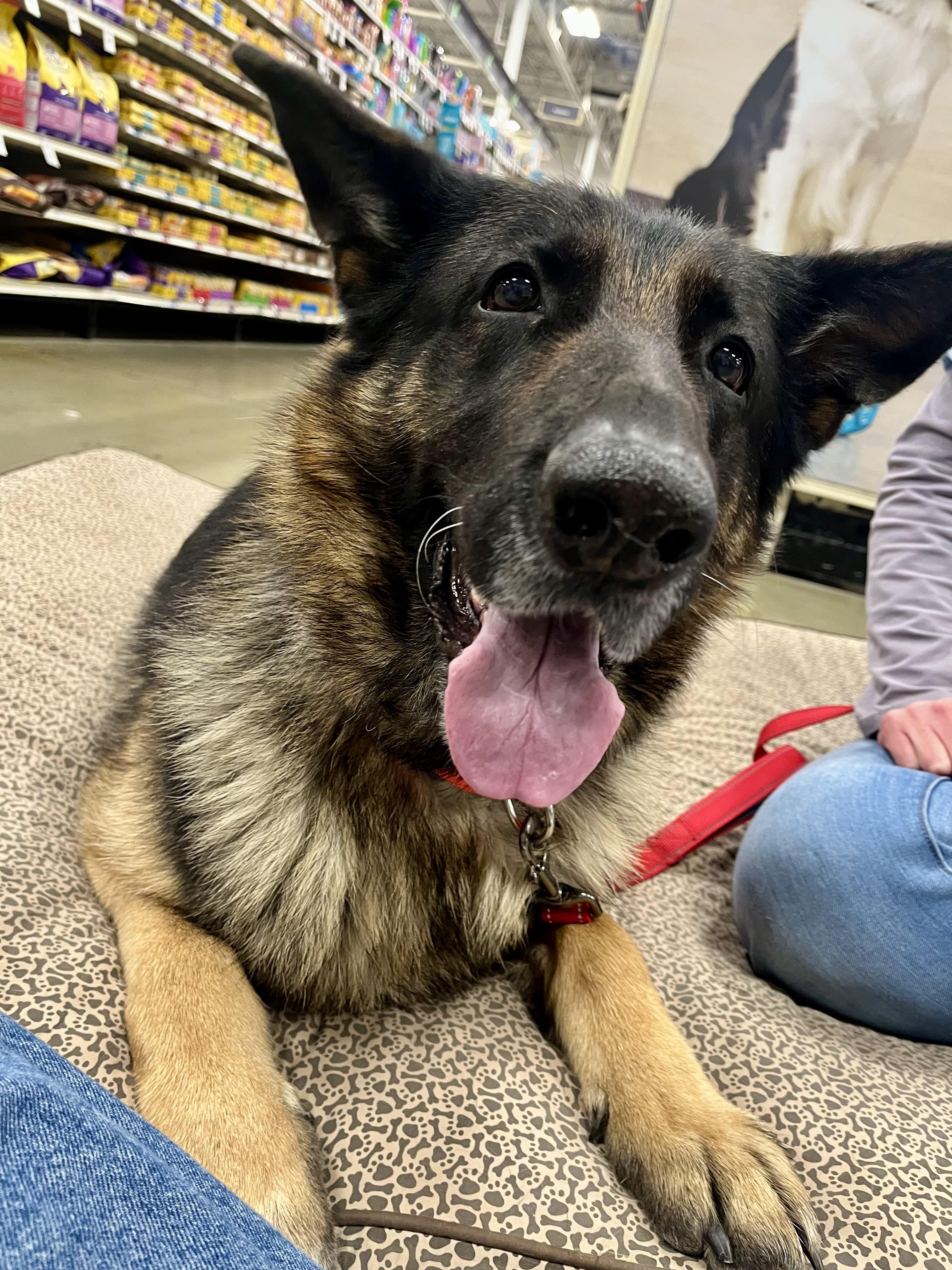 Envy, a Adoptable German Shepherd Dog in Warren, NJ image 2/4