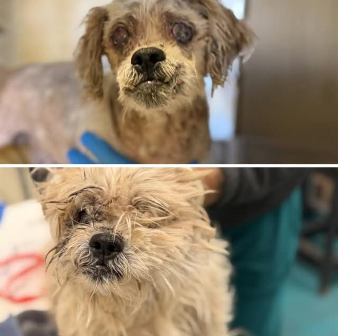 Sloopy, an adopted mixed breed in Murrieta, CA image 3/4