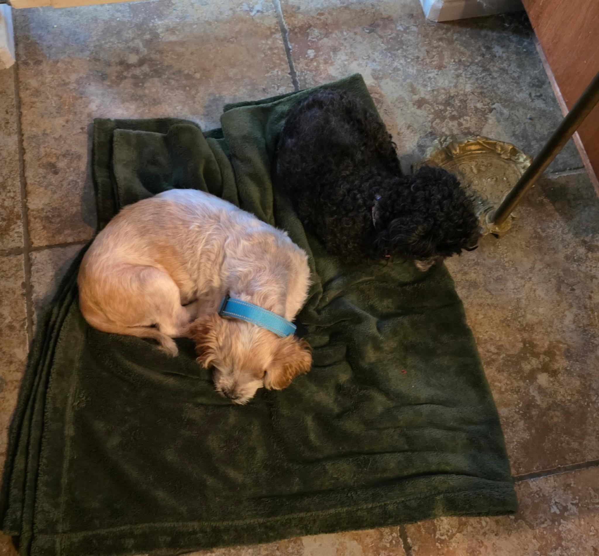 Sloopy, an adopted mixed breed in Murrieta, CA image 4/4