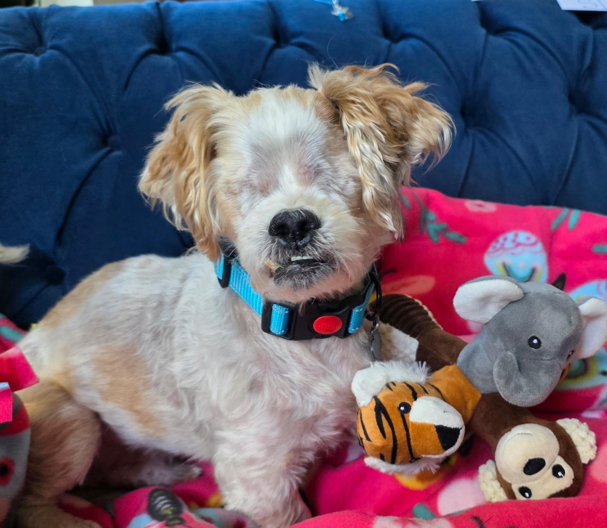 Sloopy, adopted, Senior Male Shih Tzu.