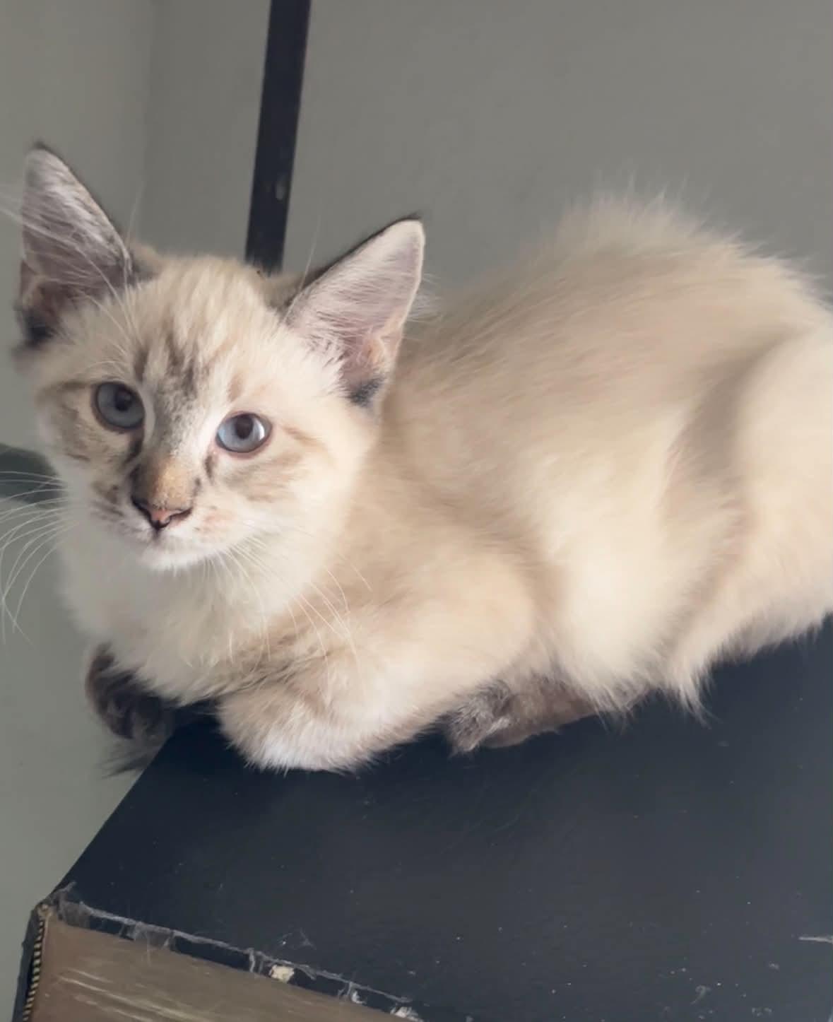 Diamond, adopted, Kitten Female Siamese.
