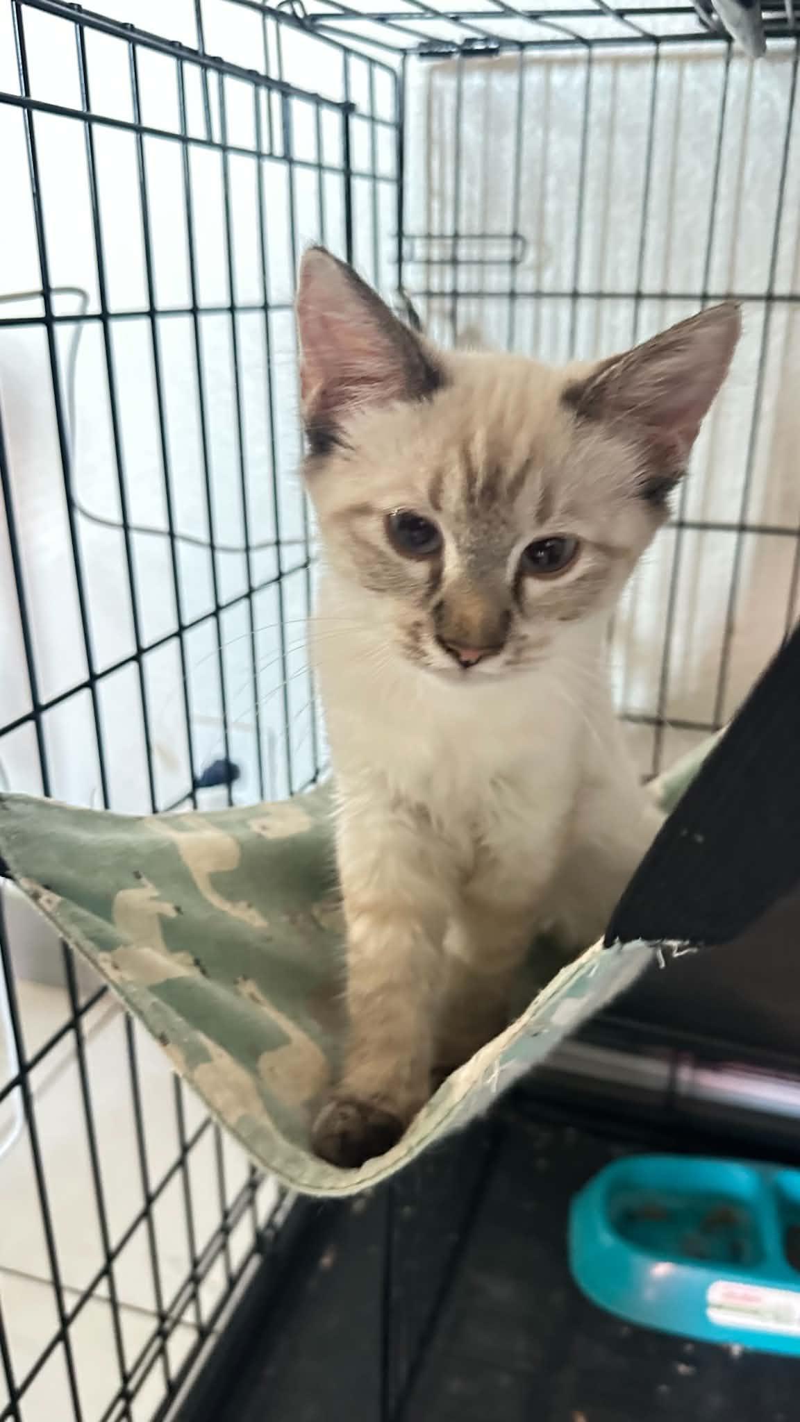 Diamond, an adopted Siamese in Peoria, AZ image 2/2