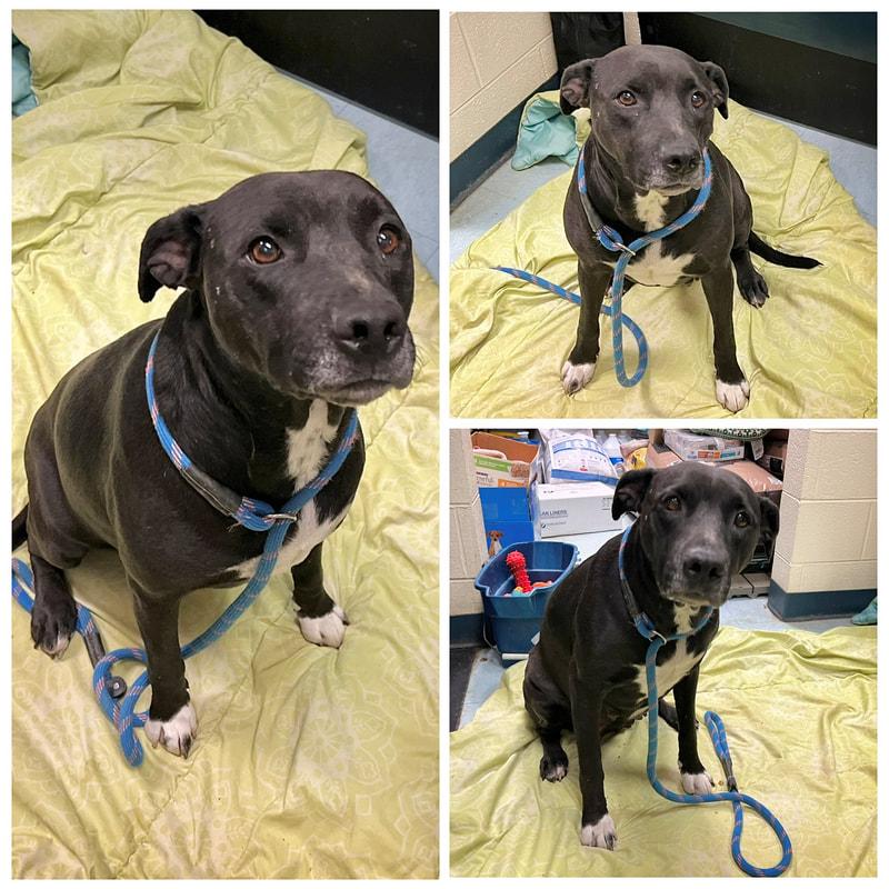 Diamond, ADOPTABLE, Adult Female Black Labrador Retriever.