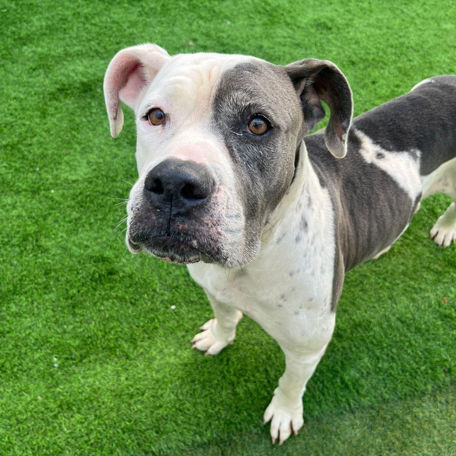 Snow White, Adoptable, Young Female Pit Bull Terrier.