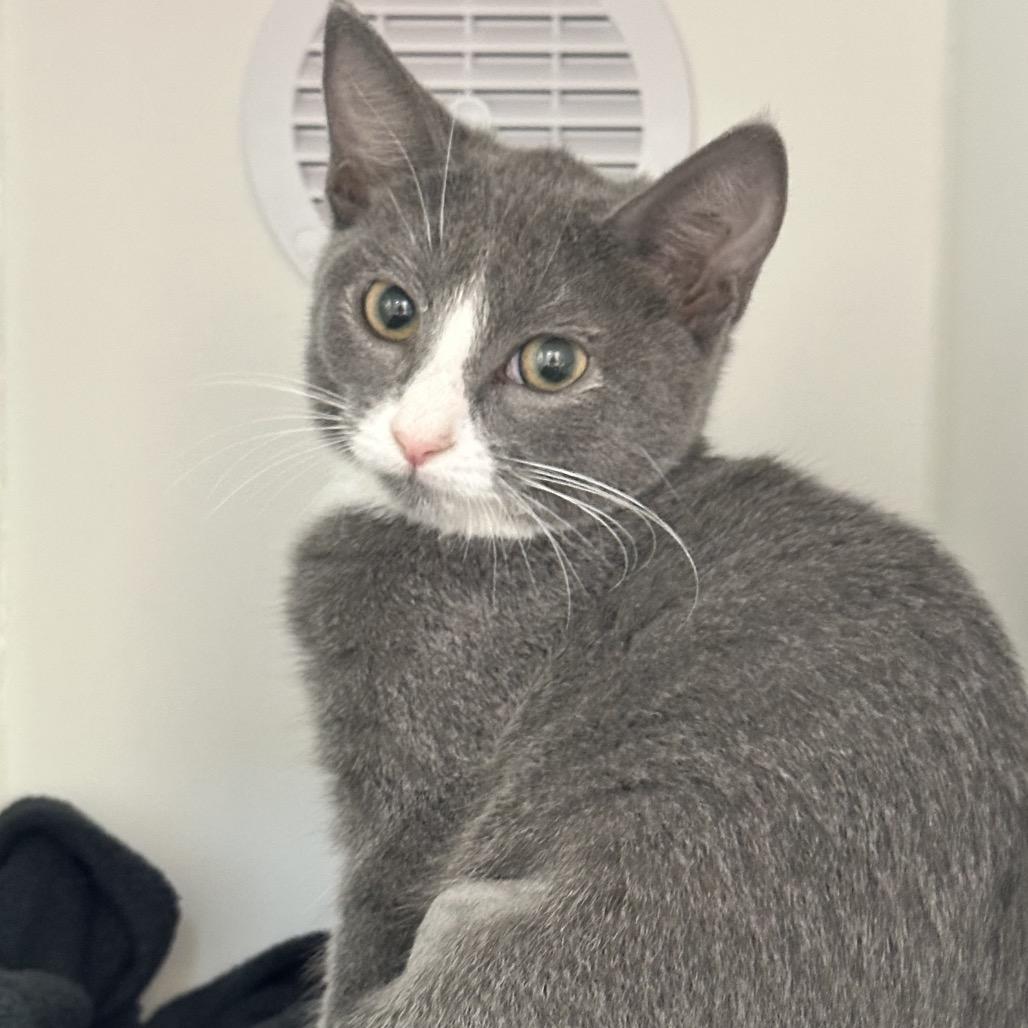 Enlarge Durr, a Adoptable Domestic Short Hair in Phoenix, AZ image 1/3