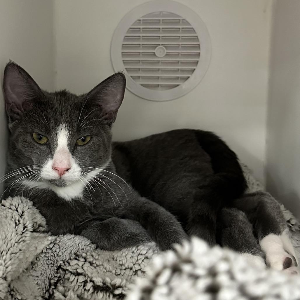 Enlarge Durr, a Adoptable Domestic Short Hair in Phoenix, AZ image 2/3