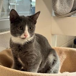 Enlarge Durr, a Adoptable Domestic Short Hair in Phoenix, AZ image 3/3