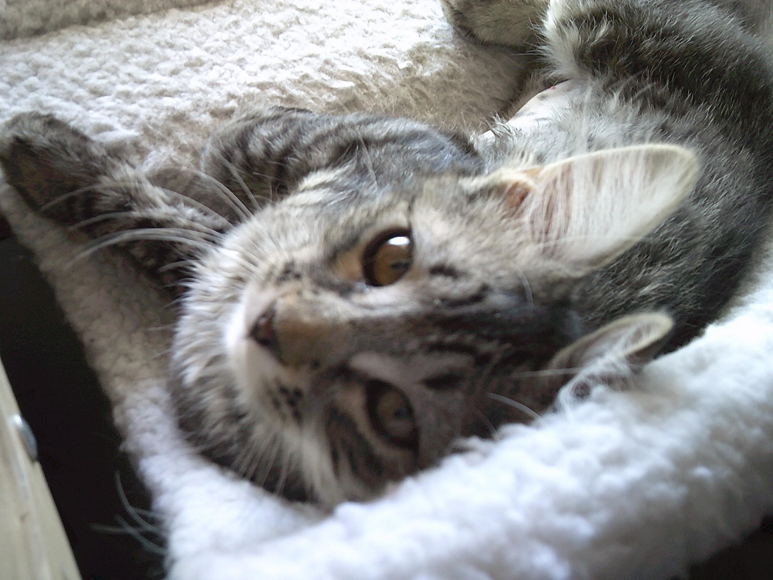 Parker Group (KITTENS)