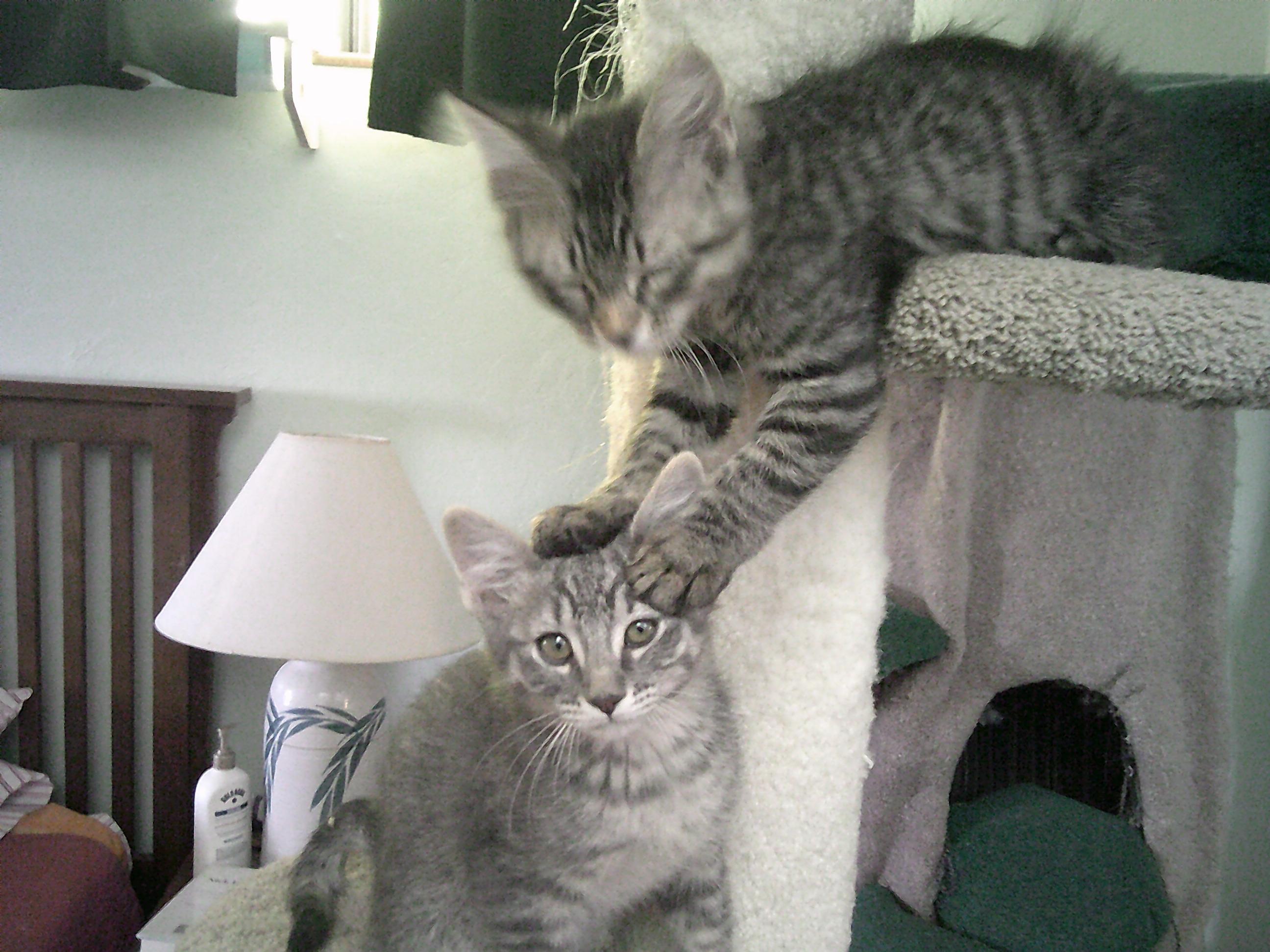 Parker Group (KITTENS)