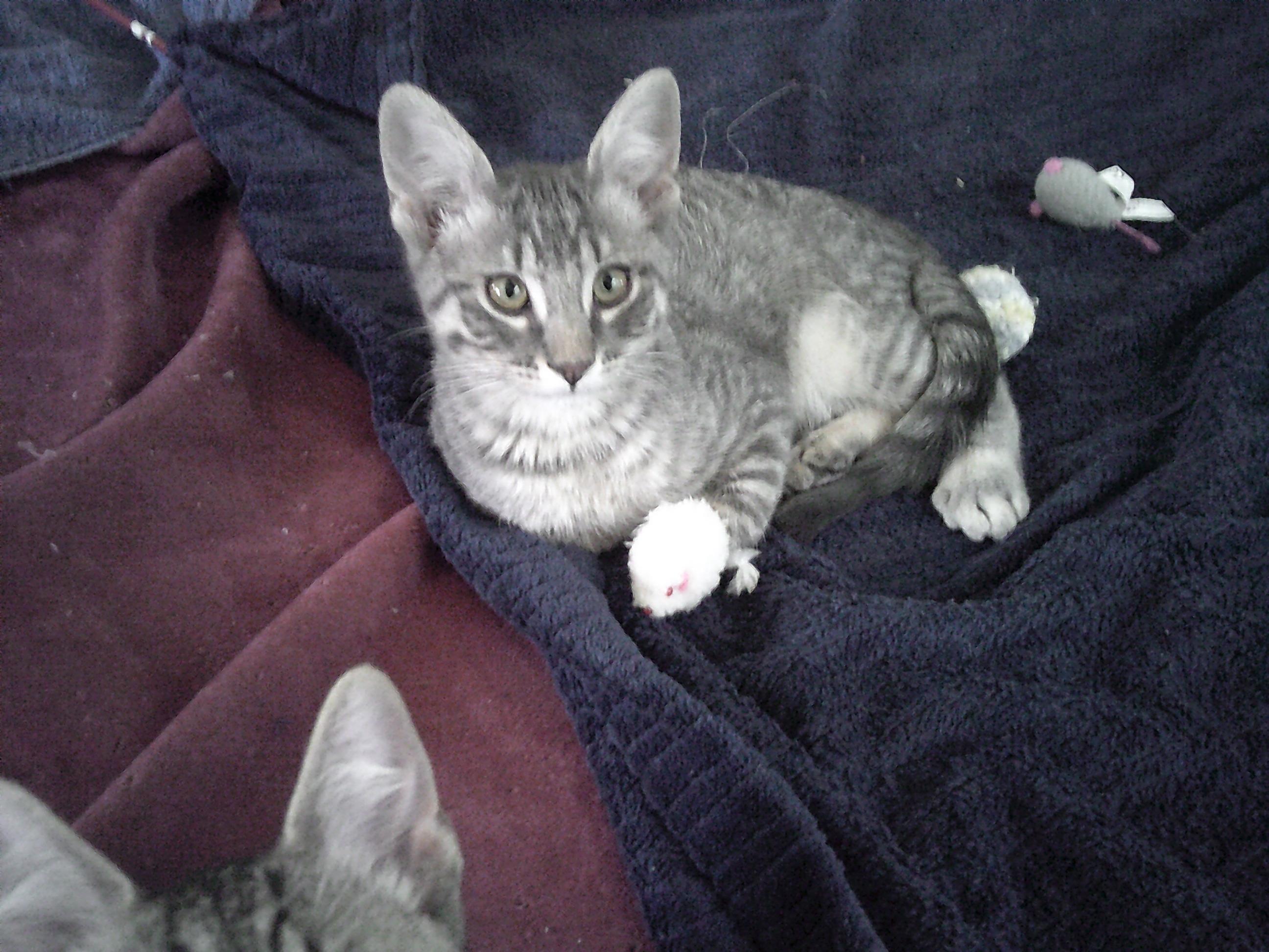 Parker Group (KITTENS)