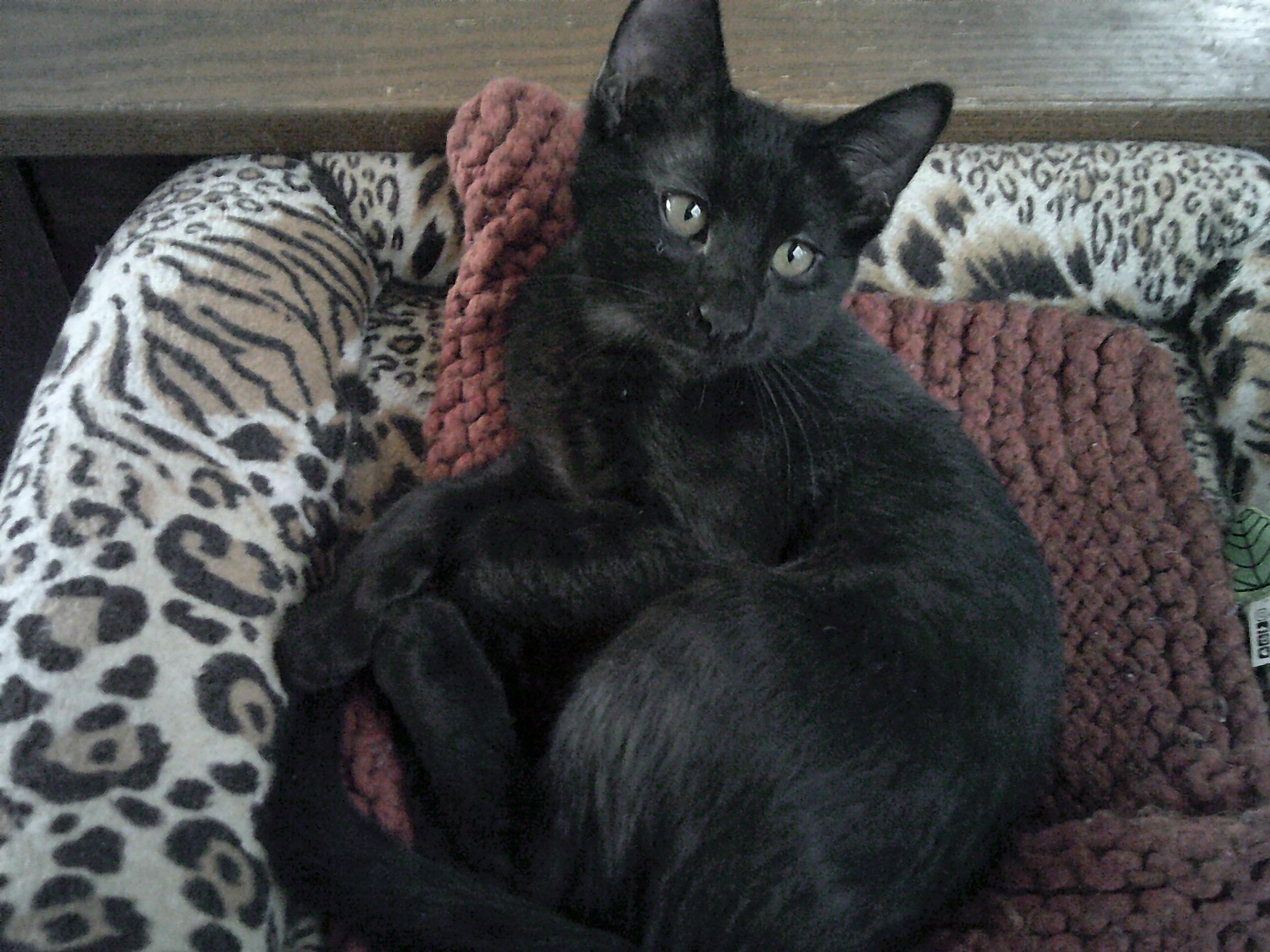 Parker Group (KITTENS)
