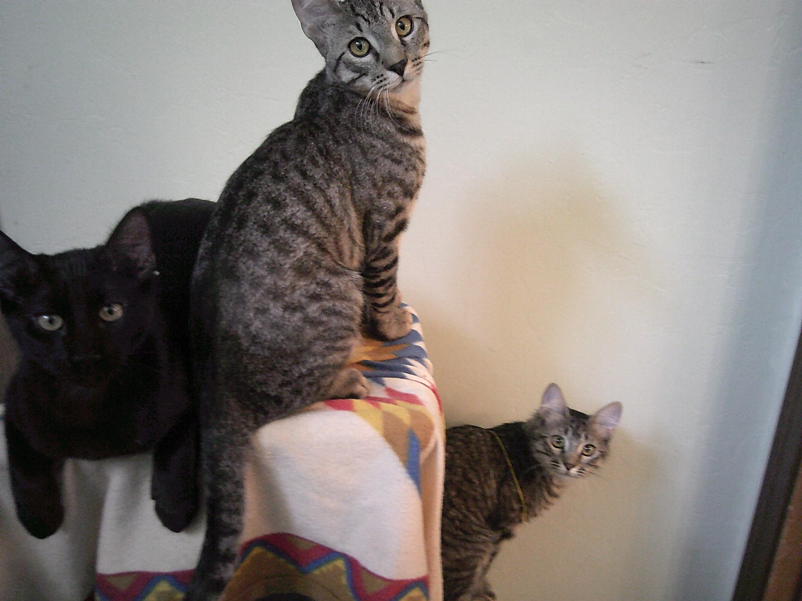 Parker Group (KITTENS), an adoptable Domestic Short Hair in Prescott, AZ, 86301 | Photo Image 1