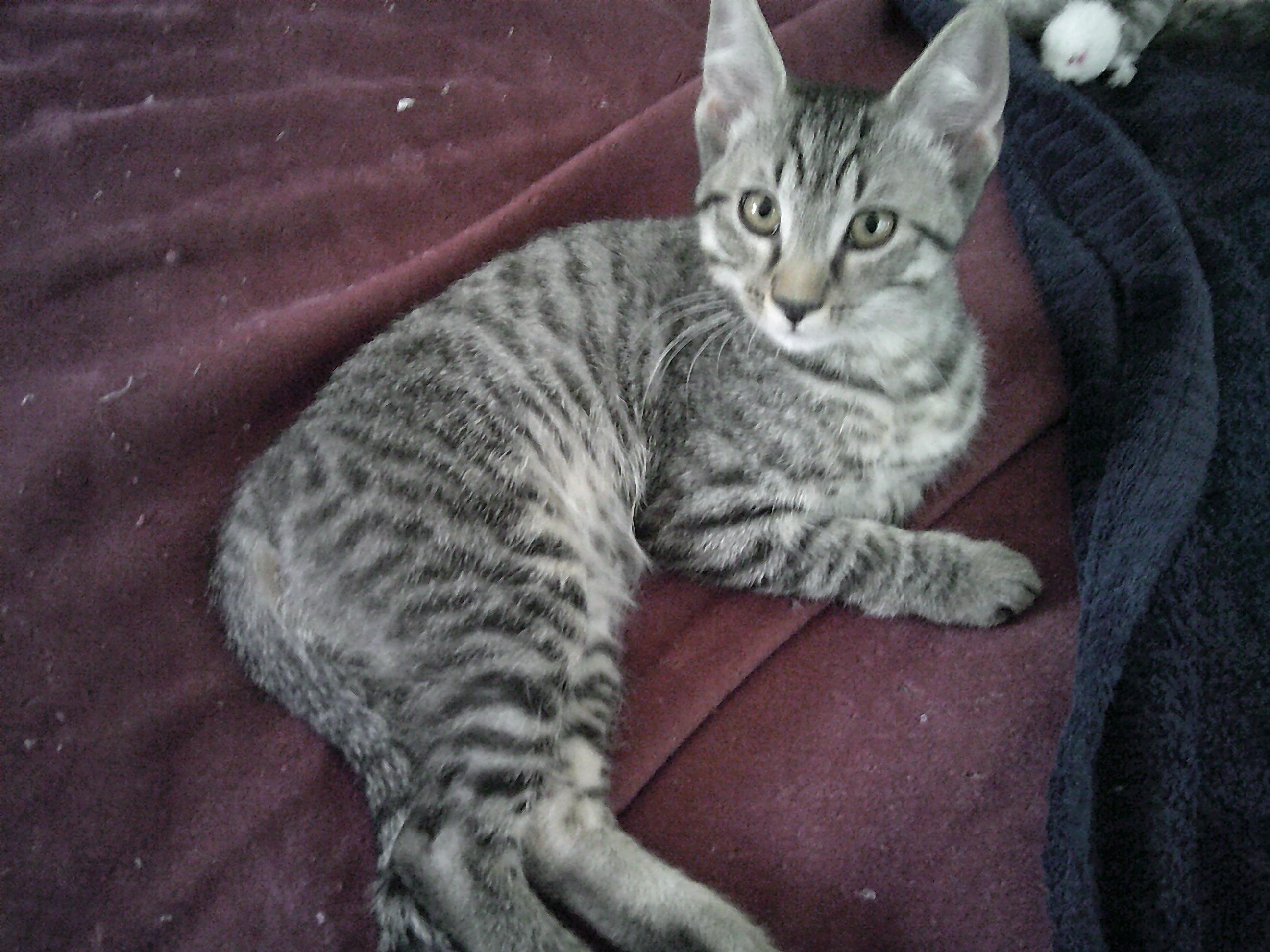 Parker Group (KITTENS)