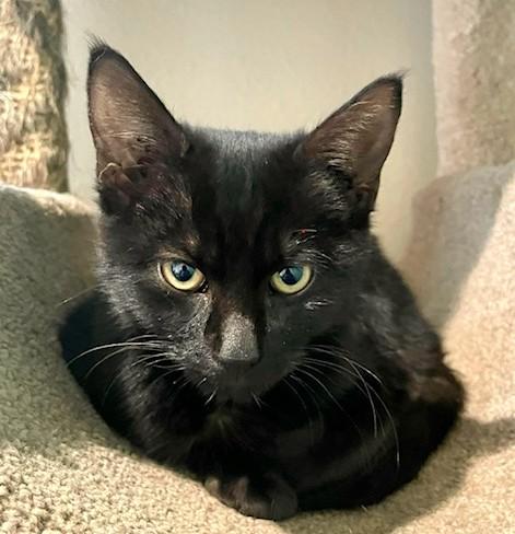 Enlarge Olivia & Orlando: Hilarious!, a Adoptable Domestic Short Hair in Newport, WA image 5/5