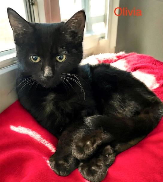 Enlarge Olivia & Orlando: Hilarious!, a Adoptable Domestic Short Hair in Newport, WA image 2/5