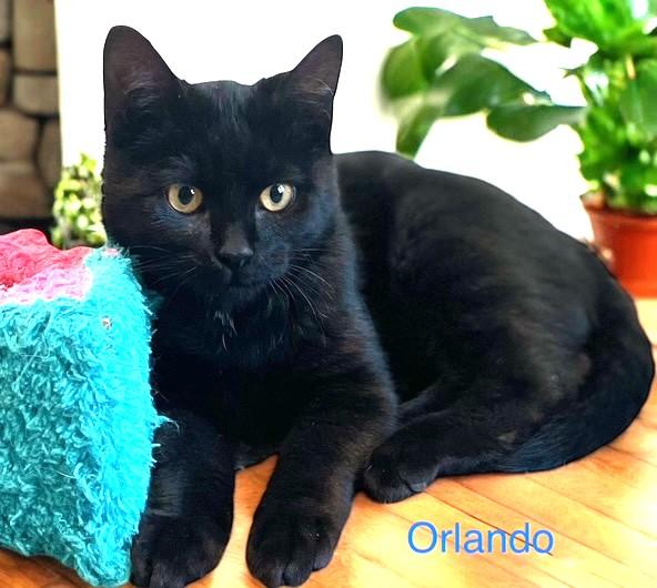 Olivia & Orlando: Hilarious!, Adoptable, Kitten Female Domestic Short Hair.
