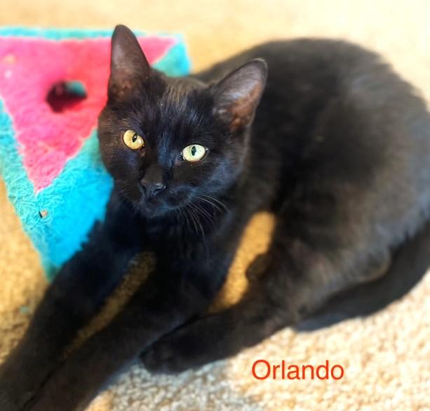 Olivia & Orlando: Hilarious!