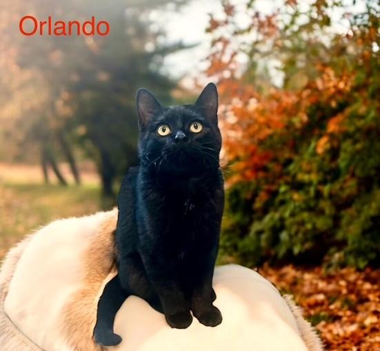 Olivia & Orlando: Hilarious!