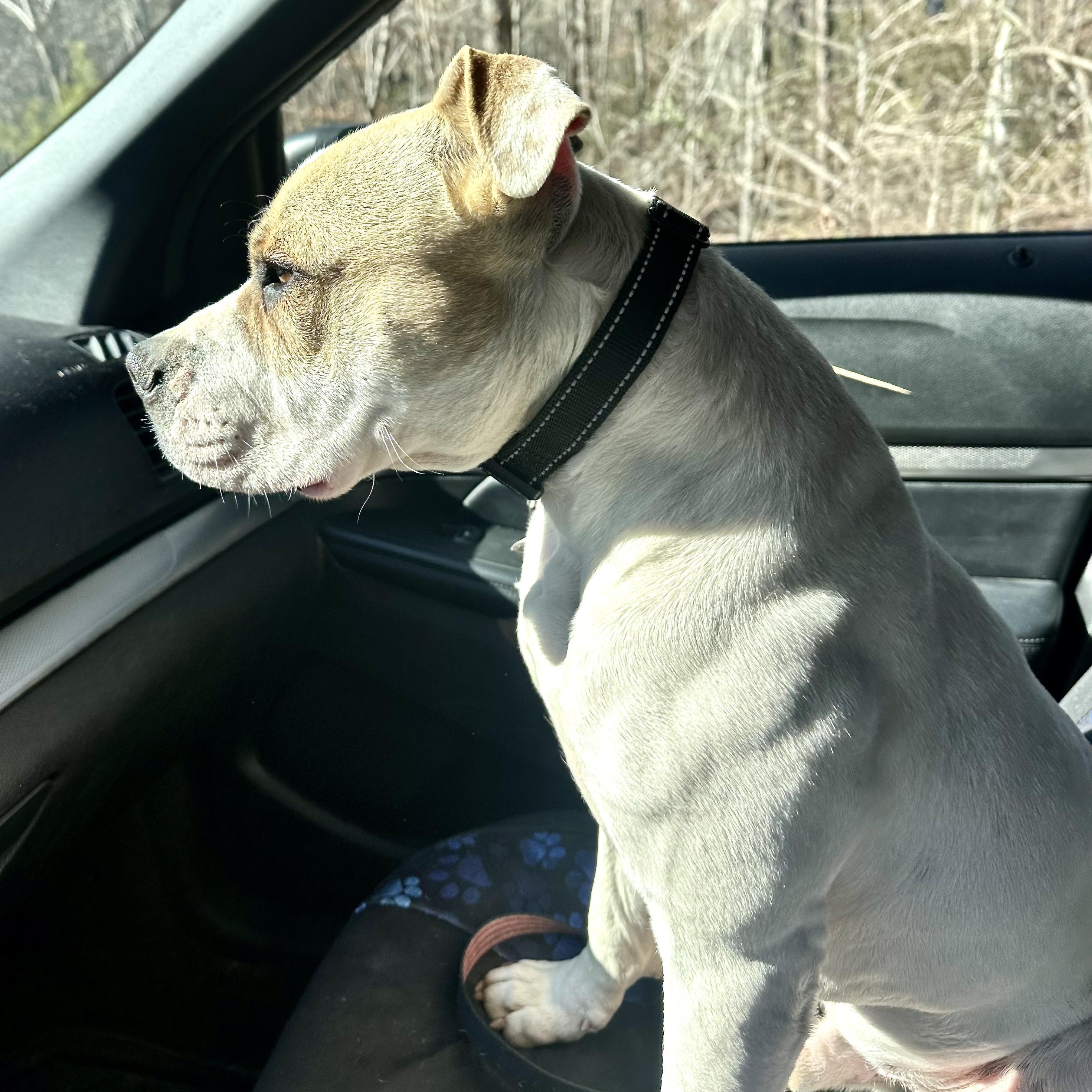 Enlarge Albert -s, a ADOPTABLE mixed breed in Sequatchie, TN image 5/6