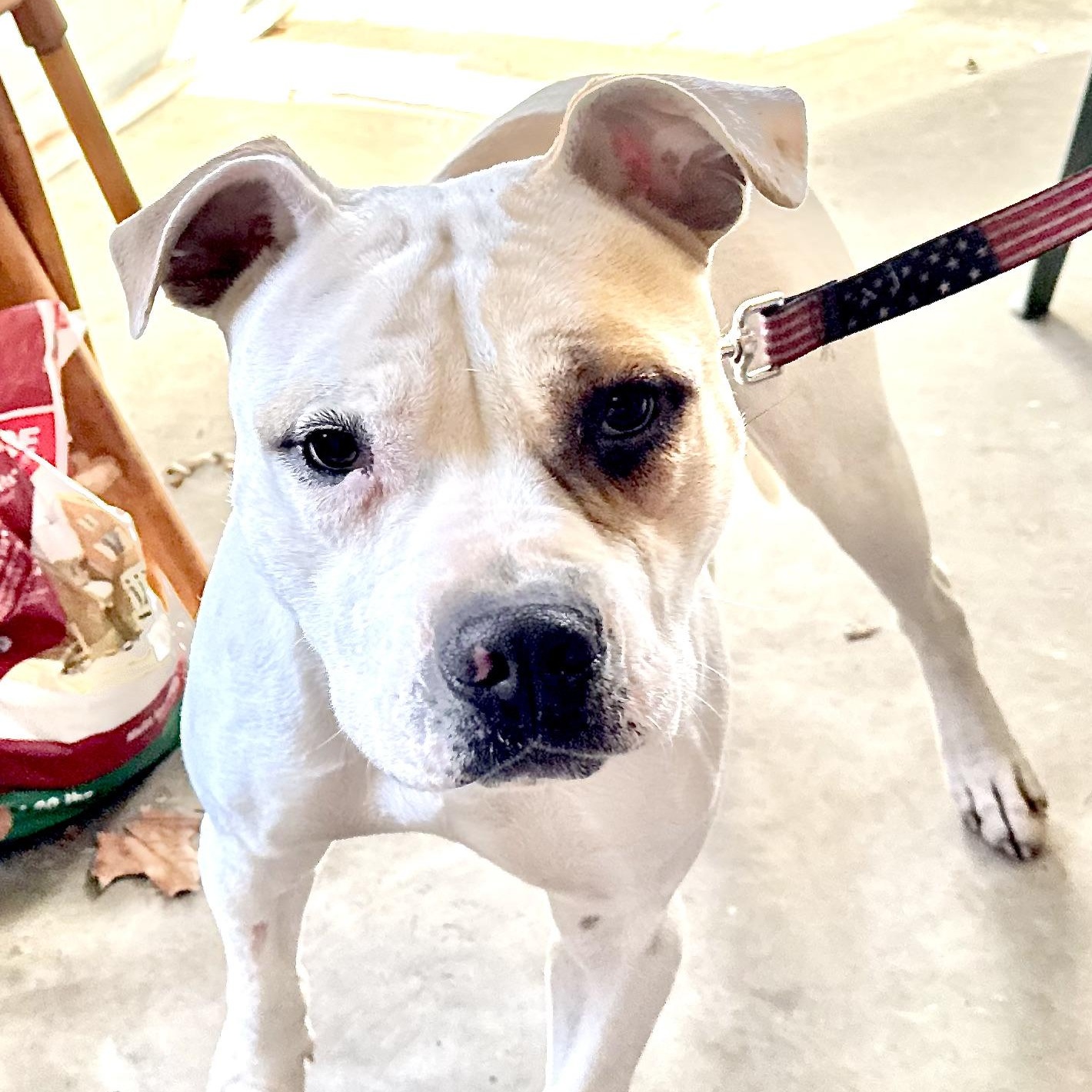 Enlarge Albert -s, a ADOPTABLE mixed breed in Sequatchie, TN image 3/6