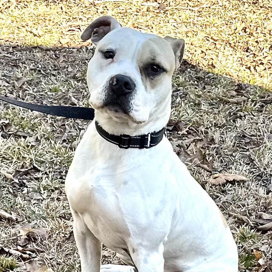 Enlarge Albert -s, a ADOPTABLE mixed breed in Sequatchie, TN image 4/6