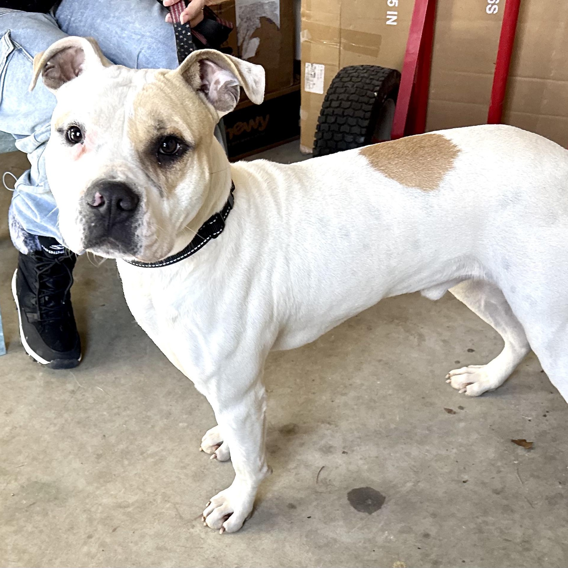 Enlarge Albert -s, a ADOPTABLE mixed breed in Sequatchie, TN image 1/6